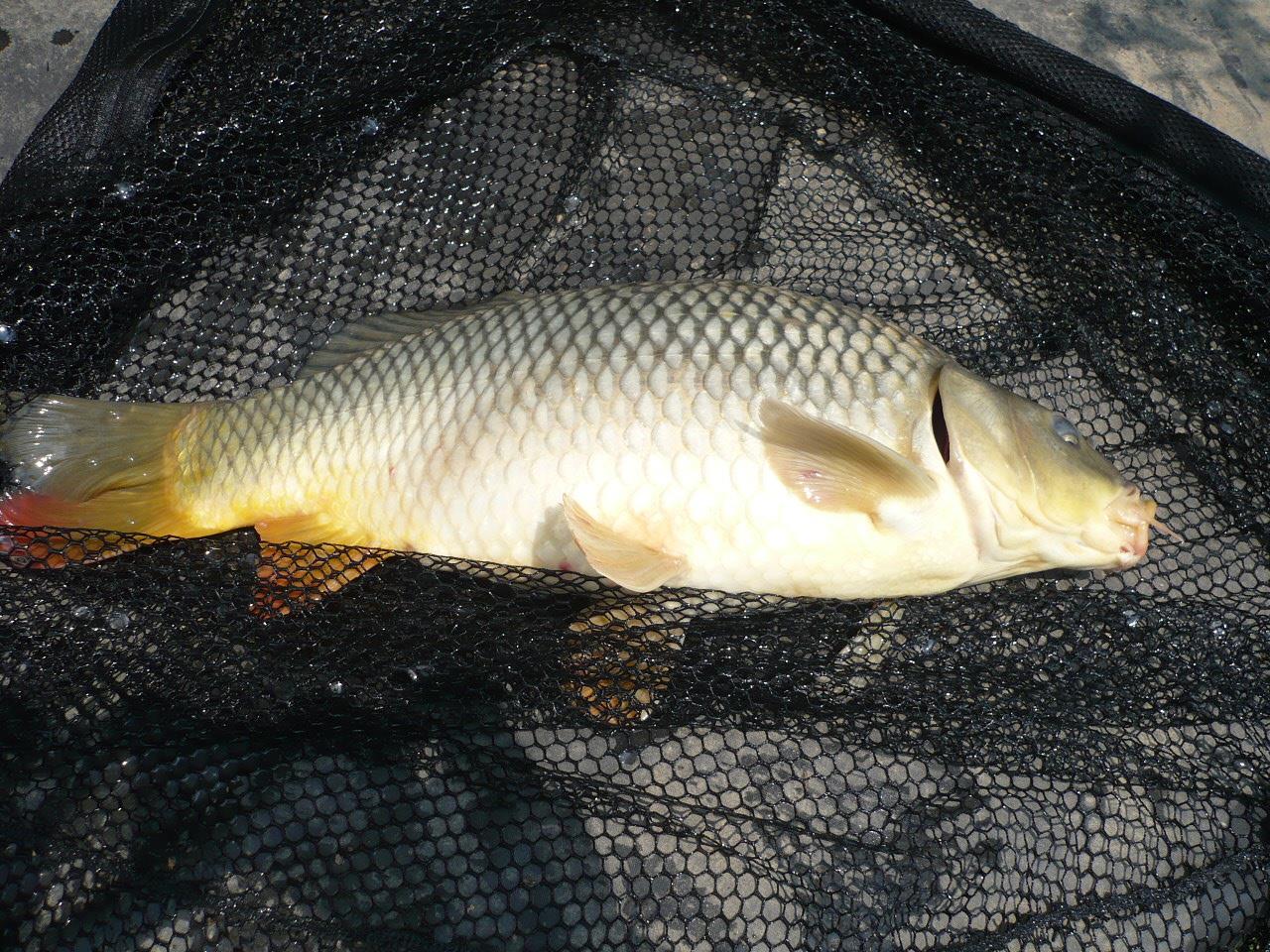 Magura 9 - 10.IUL.2014 - p1020763.JPG